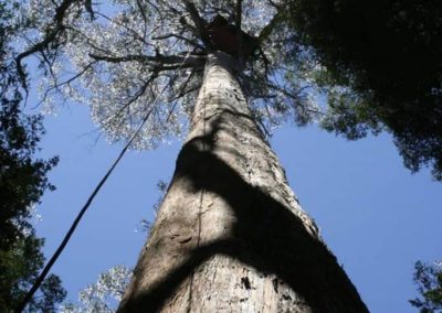 Tree Sit Platform - Tasmanian Forest